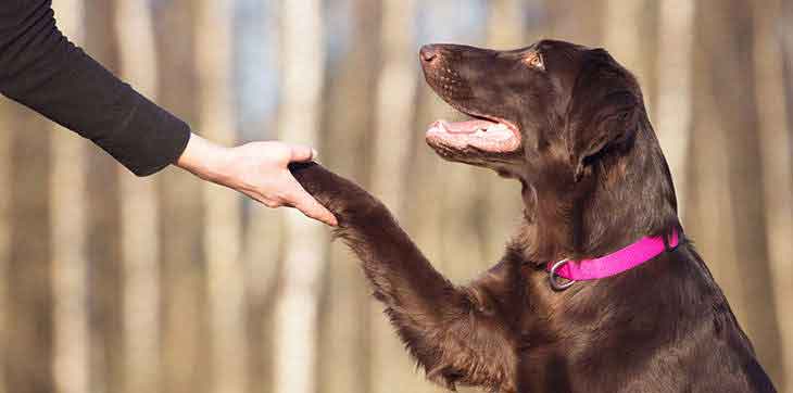 basic obedience