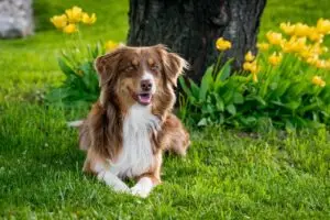 australian shepherd, dog, domestic animal, nature, animal, garden tulips, domestic, mammal, garden, close up, usa, dog breed, pet, lilo