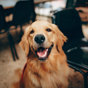 Smiling golden retriever sitting near tables and chairs.